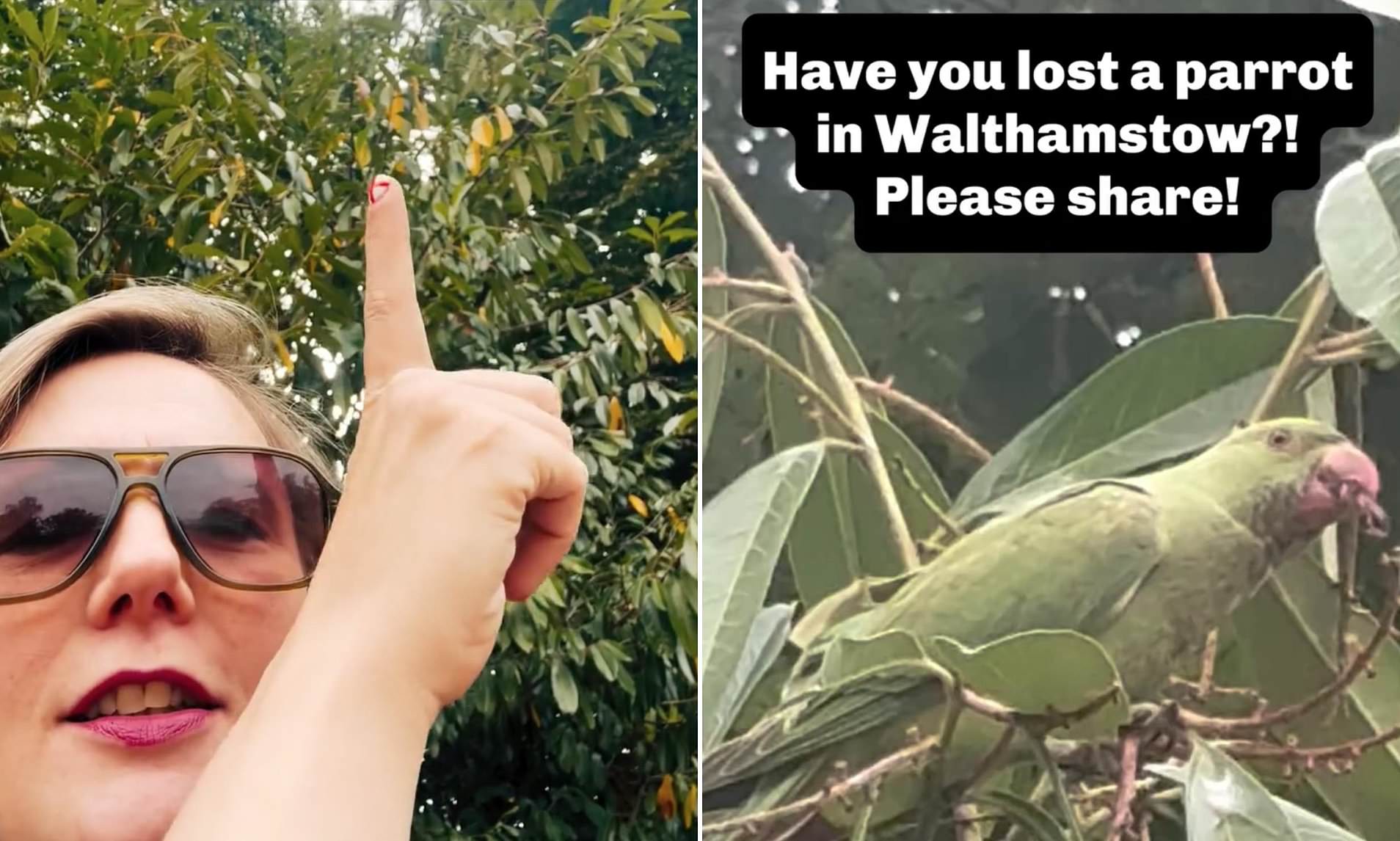 Labour MP Stella Creasy is mocked for mistaking one of London's famous parakeets for an escaped pet