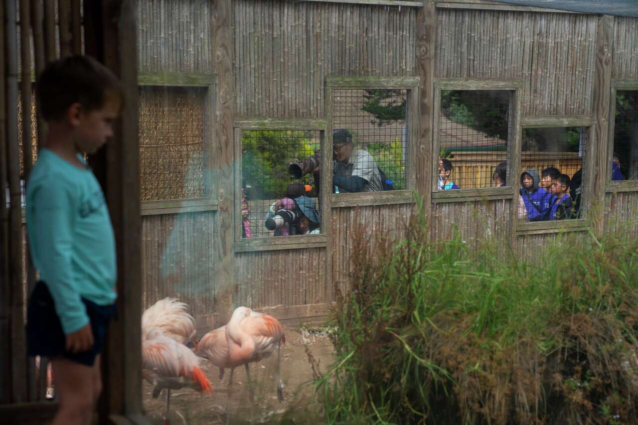 S.F. Zoo has an adorable fluffy newborn attraction - and more may be on the way