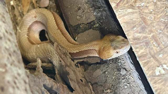 Garage snake turns out to be an aberrant copperhead and sparks poaching fears