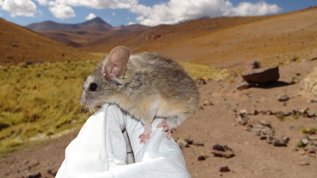 Mice on 'godforsaken' frozen volcanoes eat toxic plants to survive