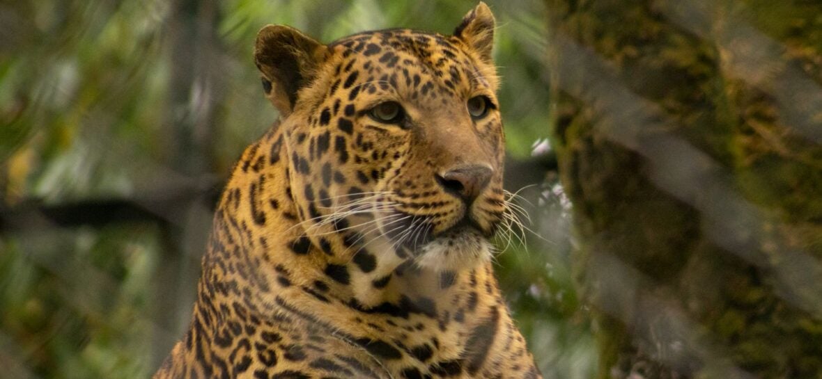 Man barely escapes with his life after leopard walks into a liquor store
