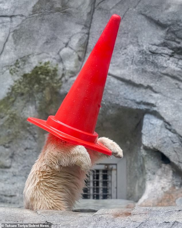 The cub tested out different colours of his new accessory to the delight of adoring visitors