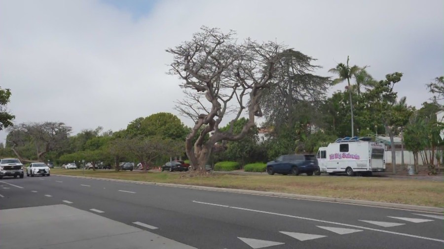 Iconic trees along Santa Monica street in 'dire straits' and are set to be removed