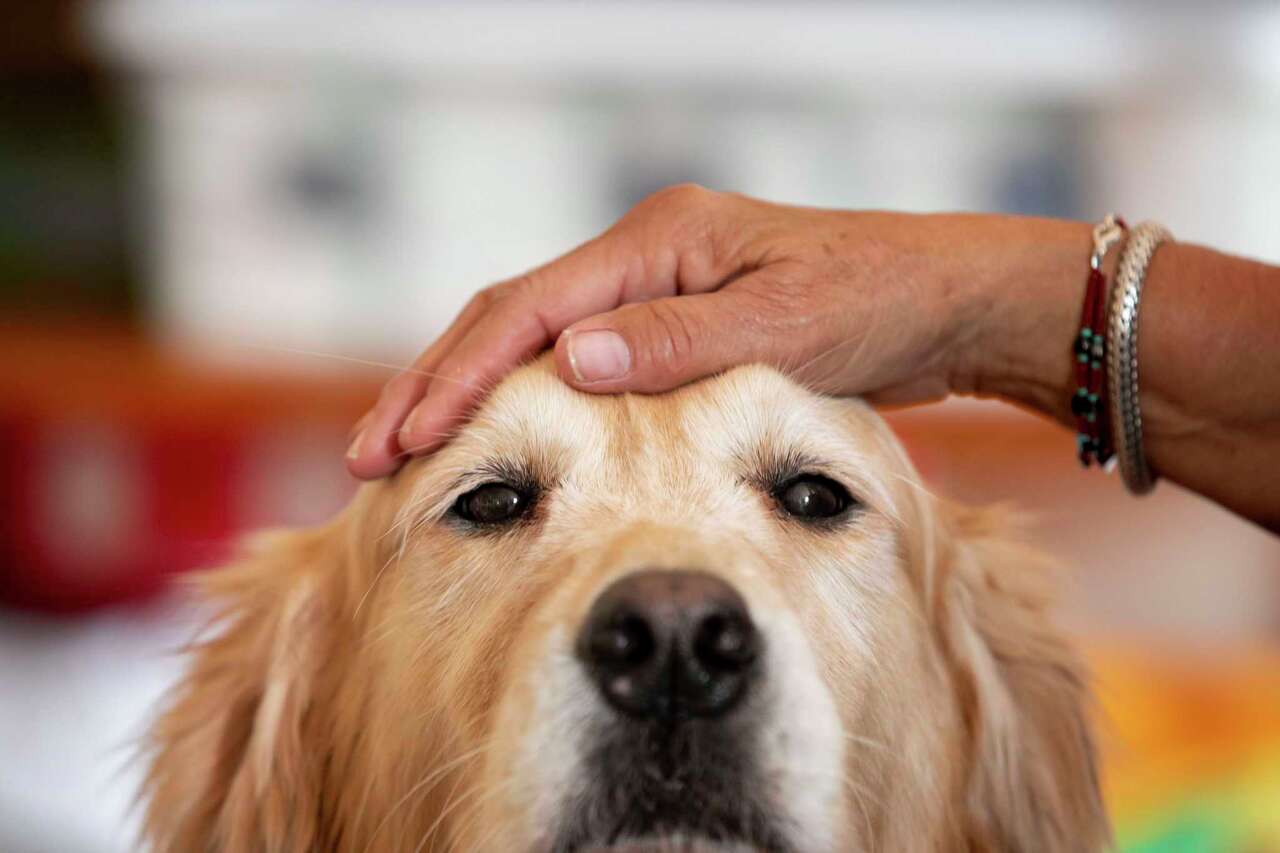 Your pet's next prescription could come from CVS under new nationwide service