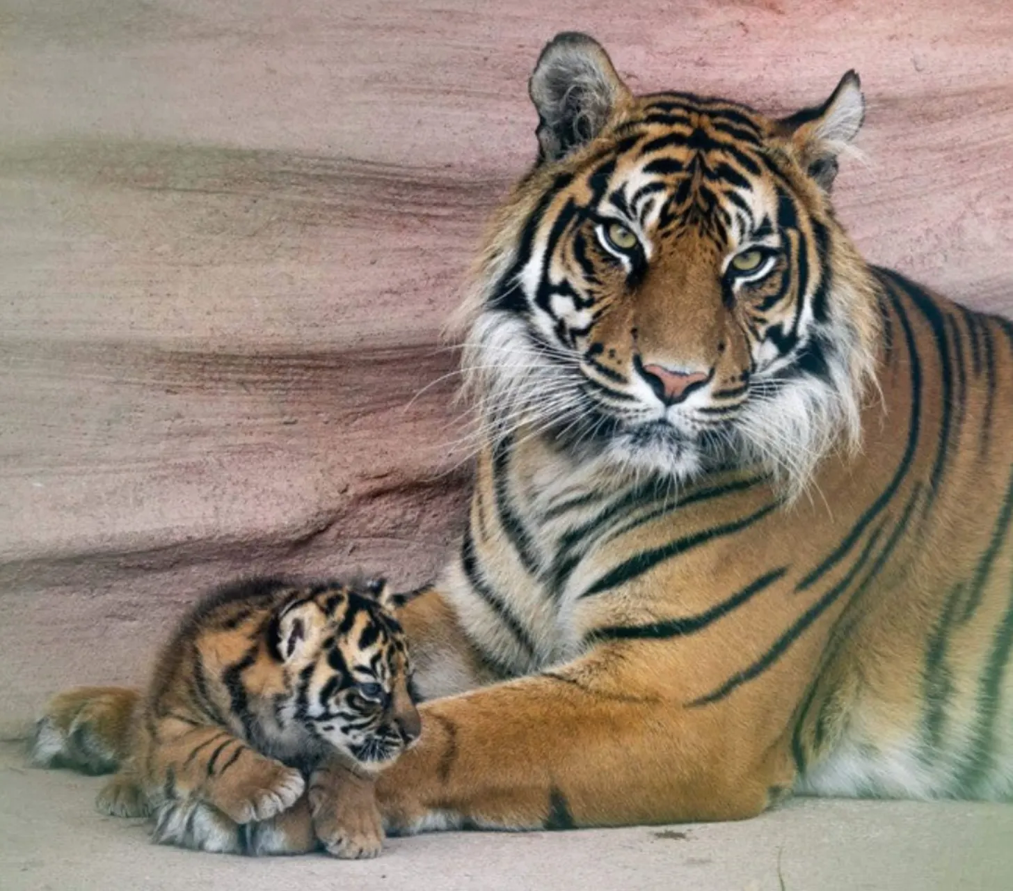 6a61462b038af2b734225a50_6a61462a26372b85cb7a5093_robert-irwin-sumatran-tigers-body-2.webp