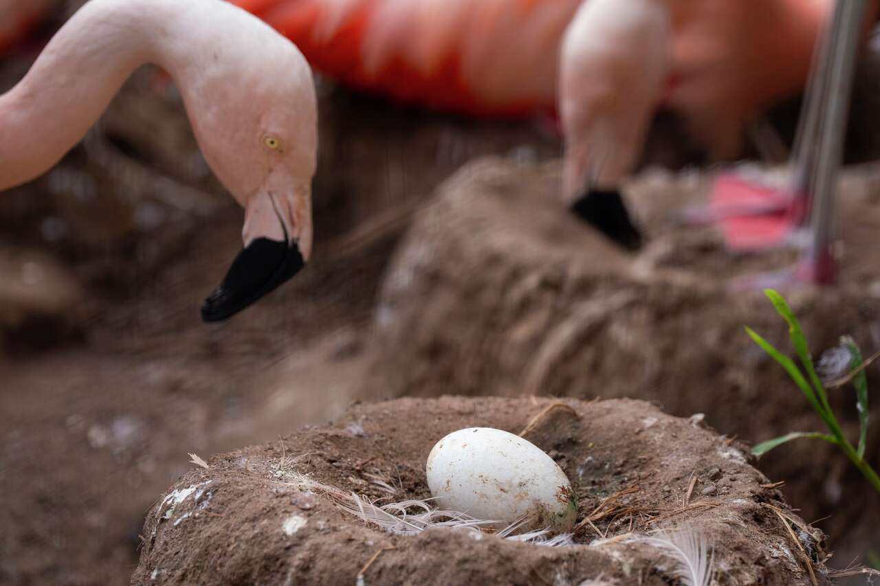 S.F. Zoo has an adorable fluffy newborn attraction - and more may be on the way