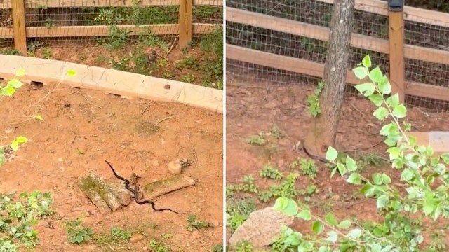 Rare backyard video shows North American racer stalking, striking, and catching a mouse