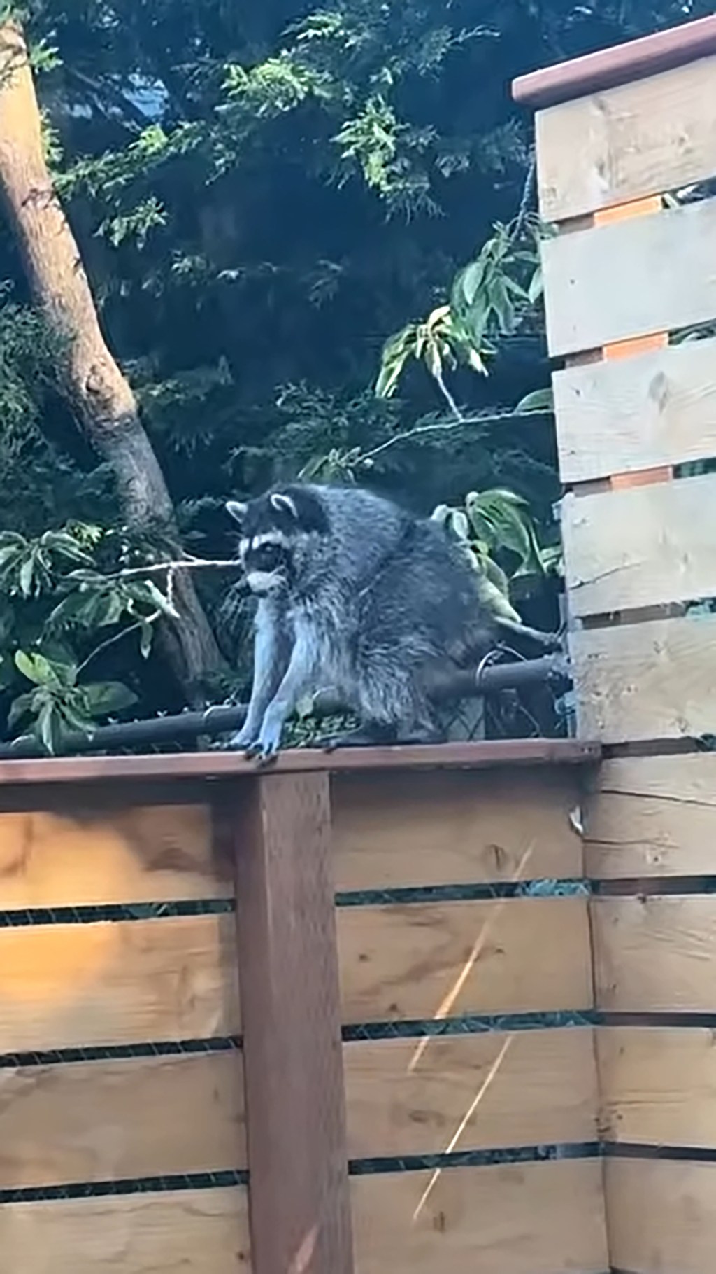 Jimothy the raccoon may have other short-spined furry friends in Seattle, experts say: ‘There’s magic in the wild’