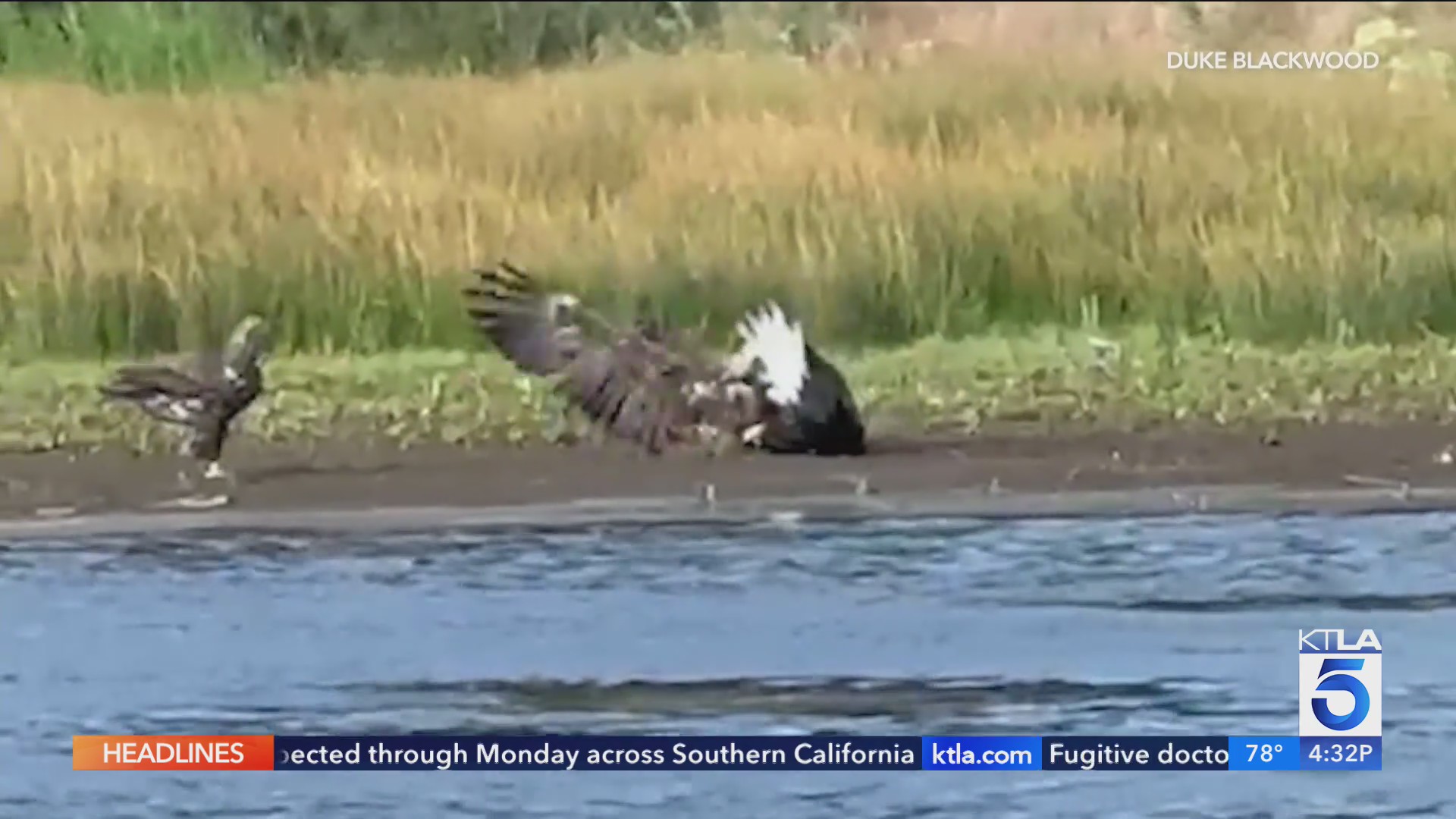 New video shows Jackie in a fight with 2 other bald eagles