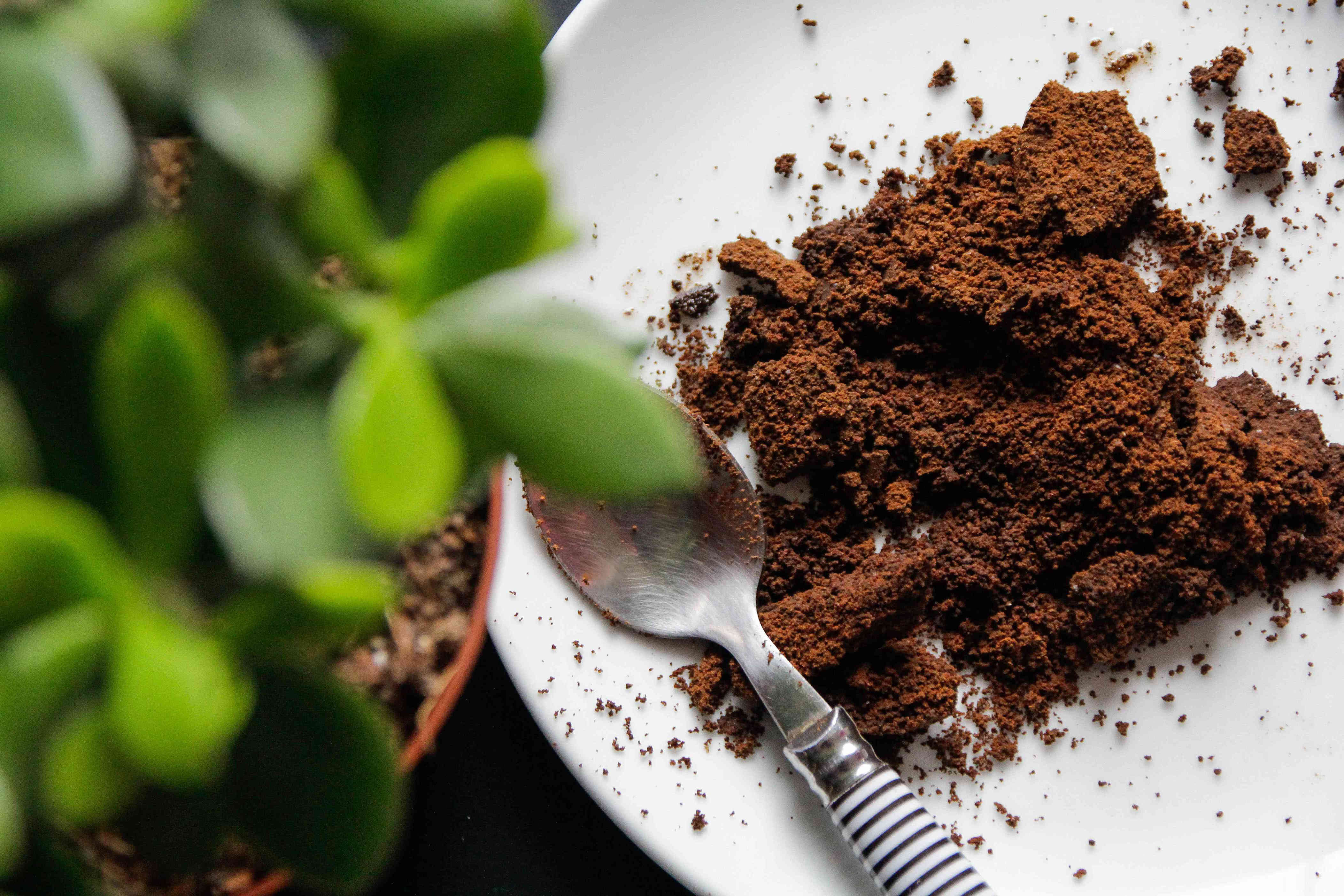 What an expert wants you to know before putting coffee grounds on your plants