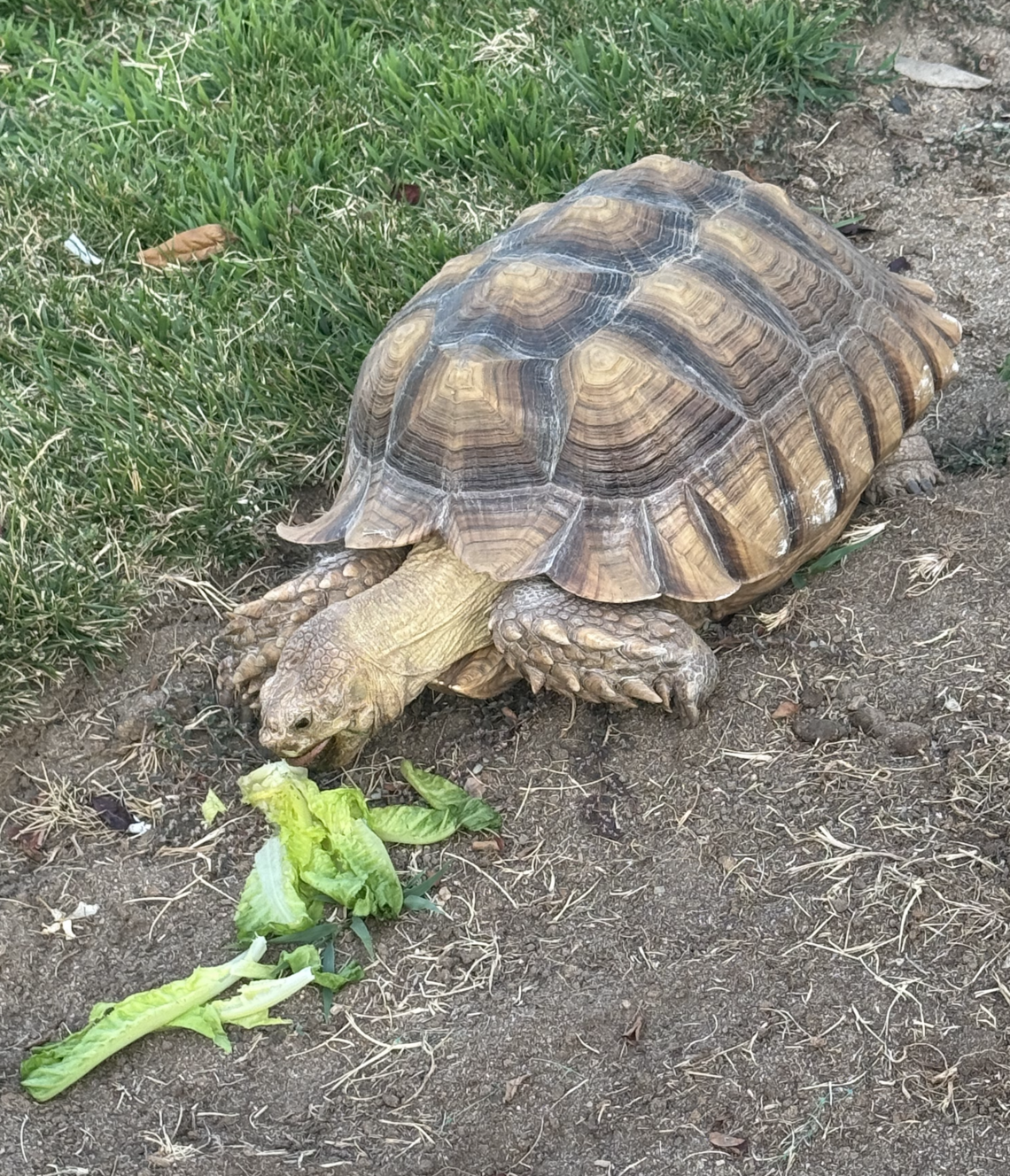 A 45-pound Sulcata tortoise was found in a Clovis North-area front yard in Fresno; family cared for it and took it to Waterhouse Animal Hospital for foster care.