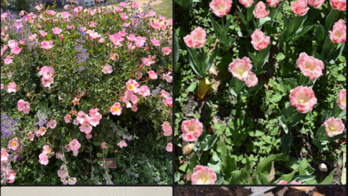 A screenshot of photos of roses in Google Photos app