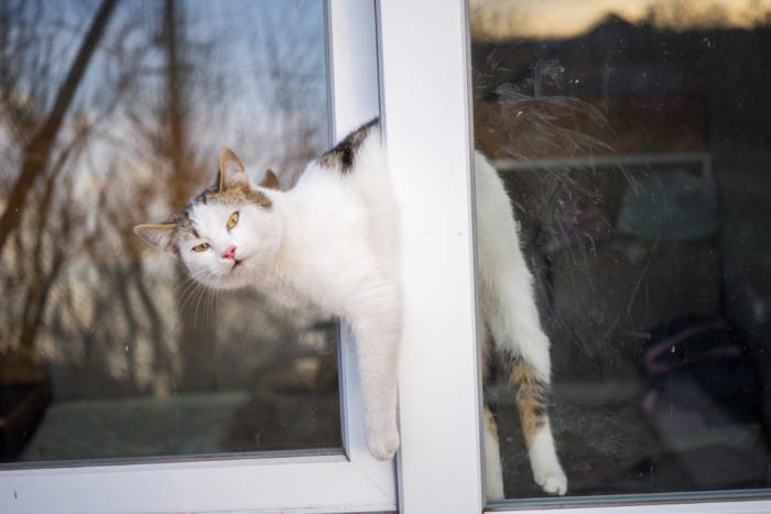『脱走したがる猫』に共通している特徴4つ あなたの愛猫はどう？防ぐための対策方法も
