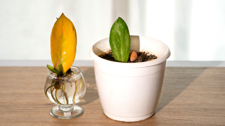 Does Pothos Actually Help Other Plants Propagate? Here's What The Science Says