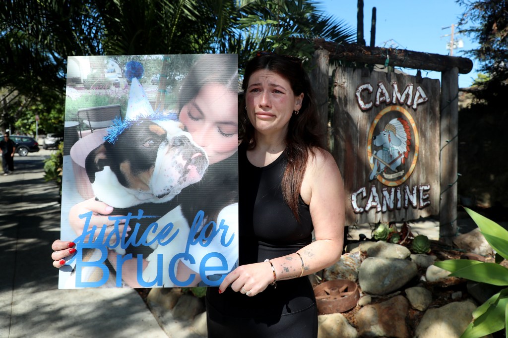 Dog owner breaks down in tears outside daycare where her beloved bulldog allegedly drown