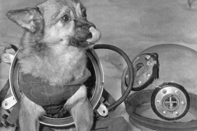 Soviet space dogs survived orbit, made human flight possible, and sparked protests