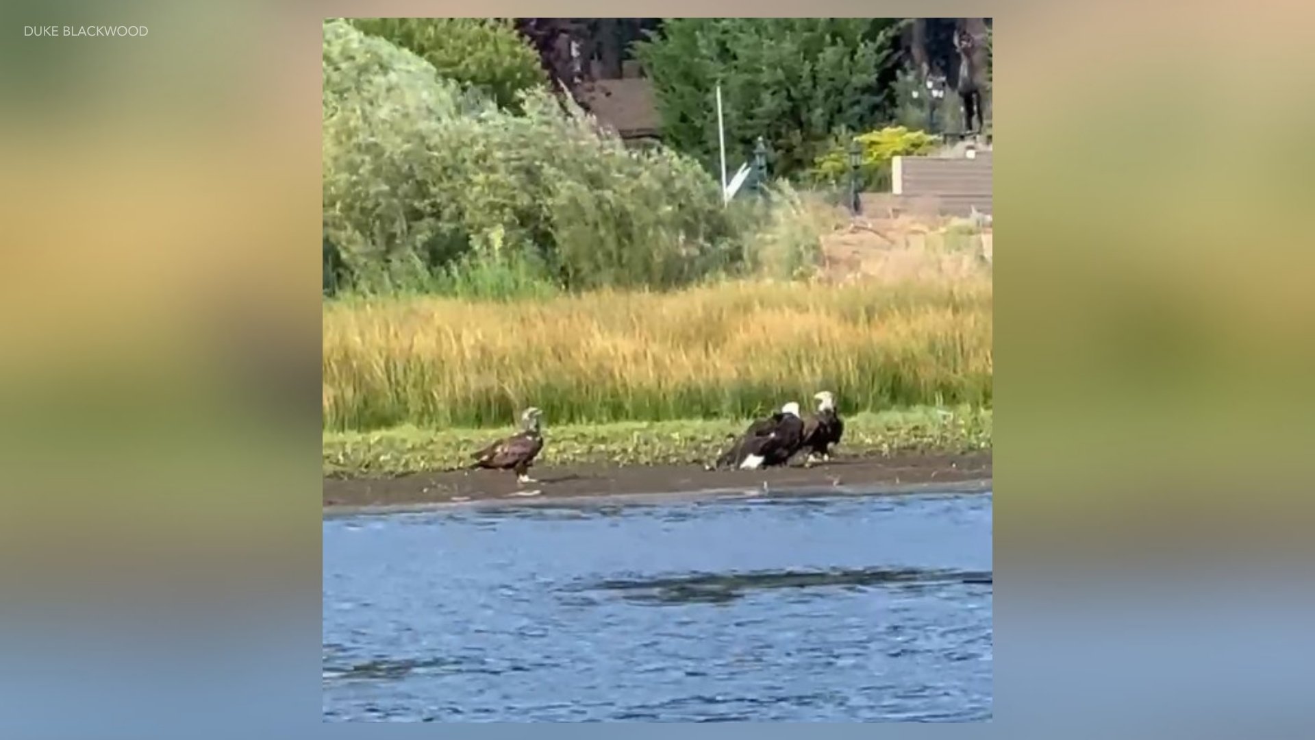Jackie in fight with 2 other bald eagles