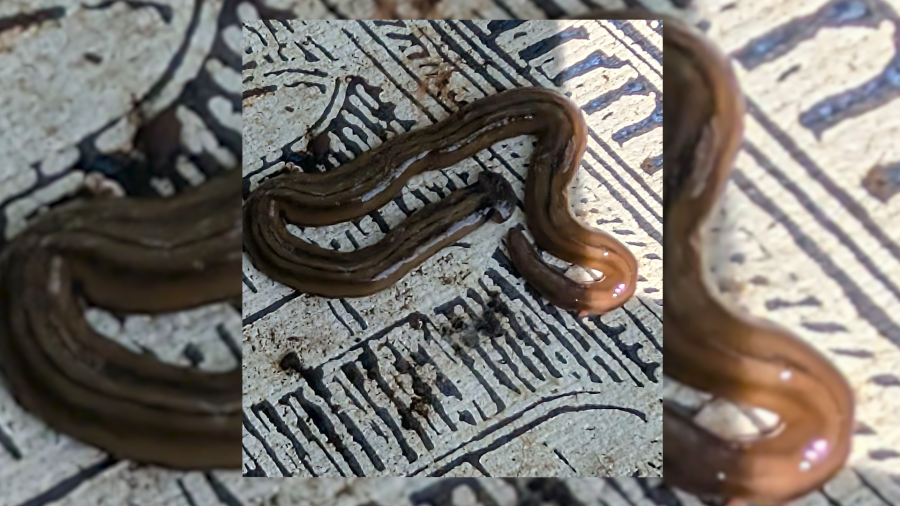 Invasive, toxic hammerhead worm spreading across Tennessee: 'I stopped counting at 30'
