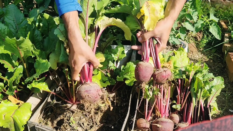 How I grew beets in old wooden baskets using a simple container ...