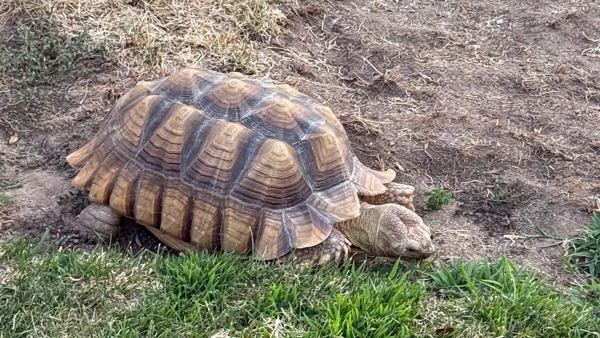 Missing pet or abandoned animal? Tortoise found in north Fresno neighborhood