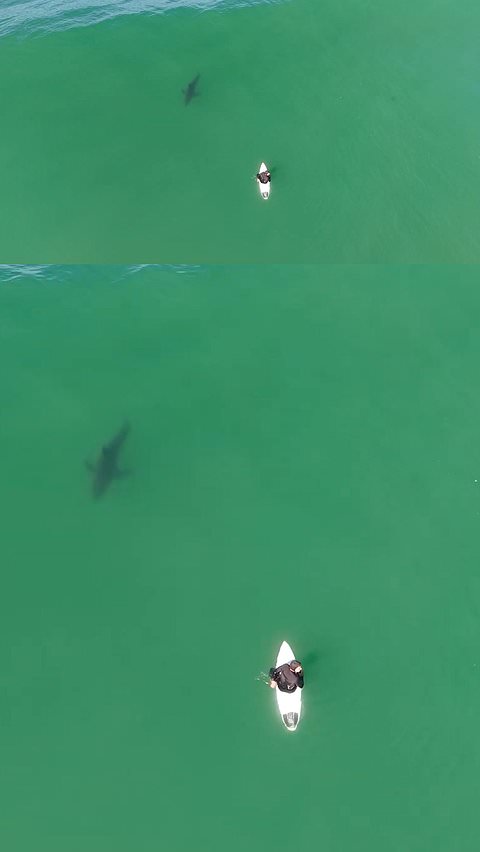Shark circles surfer in close encounter