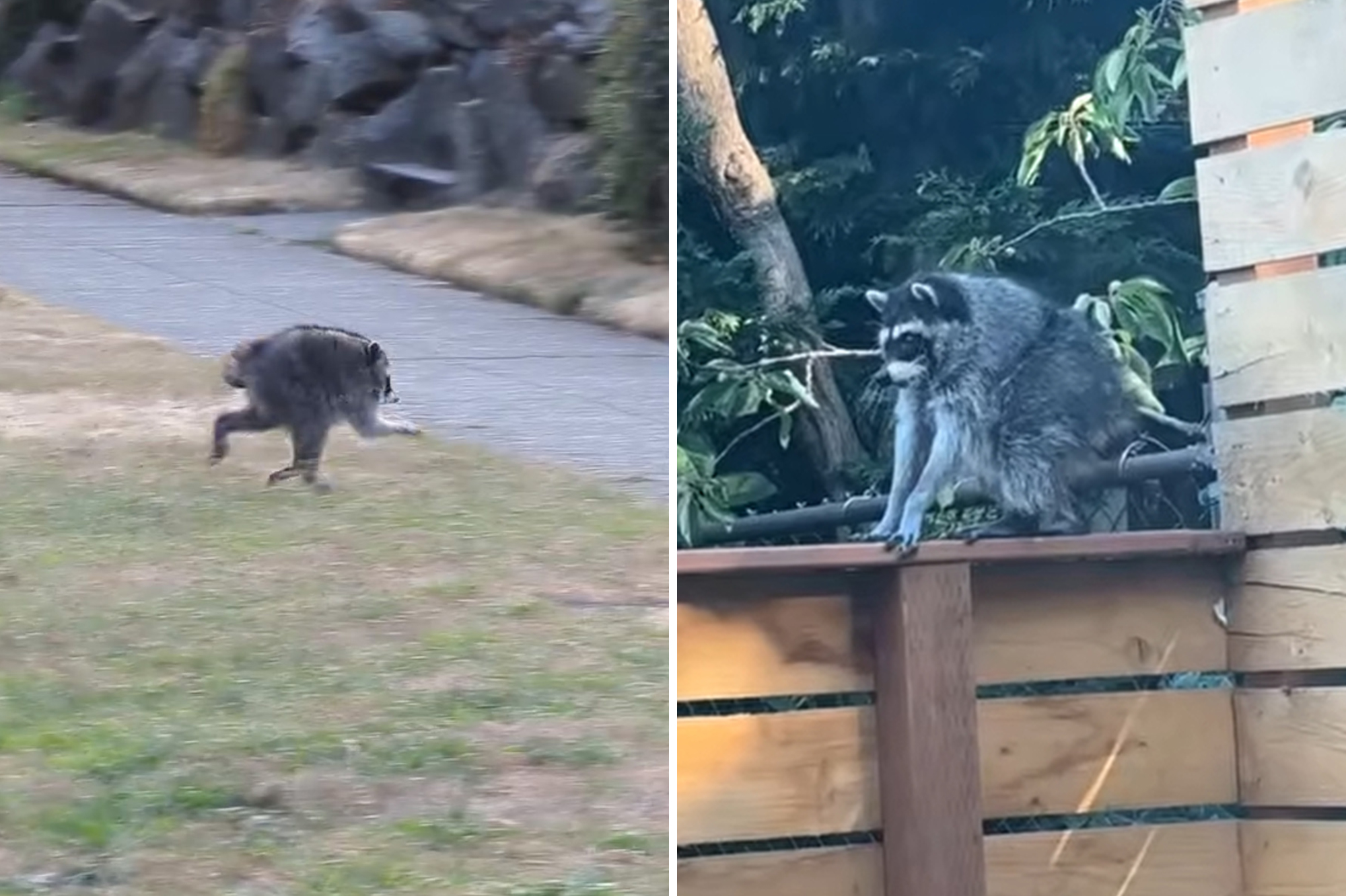 Jimothy the raccoon may have other short-spined furry friends in Seattle, experts say: 'There's magic in the wild'