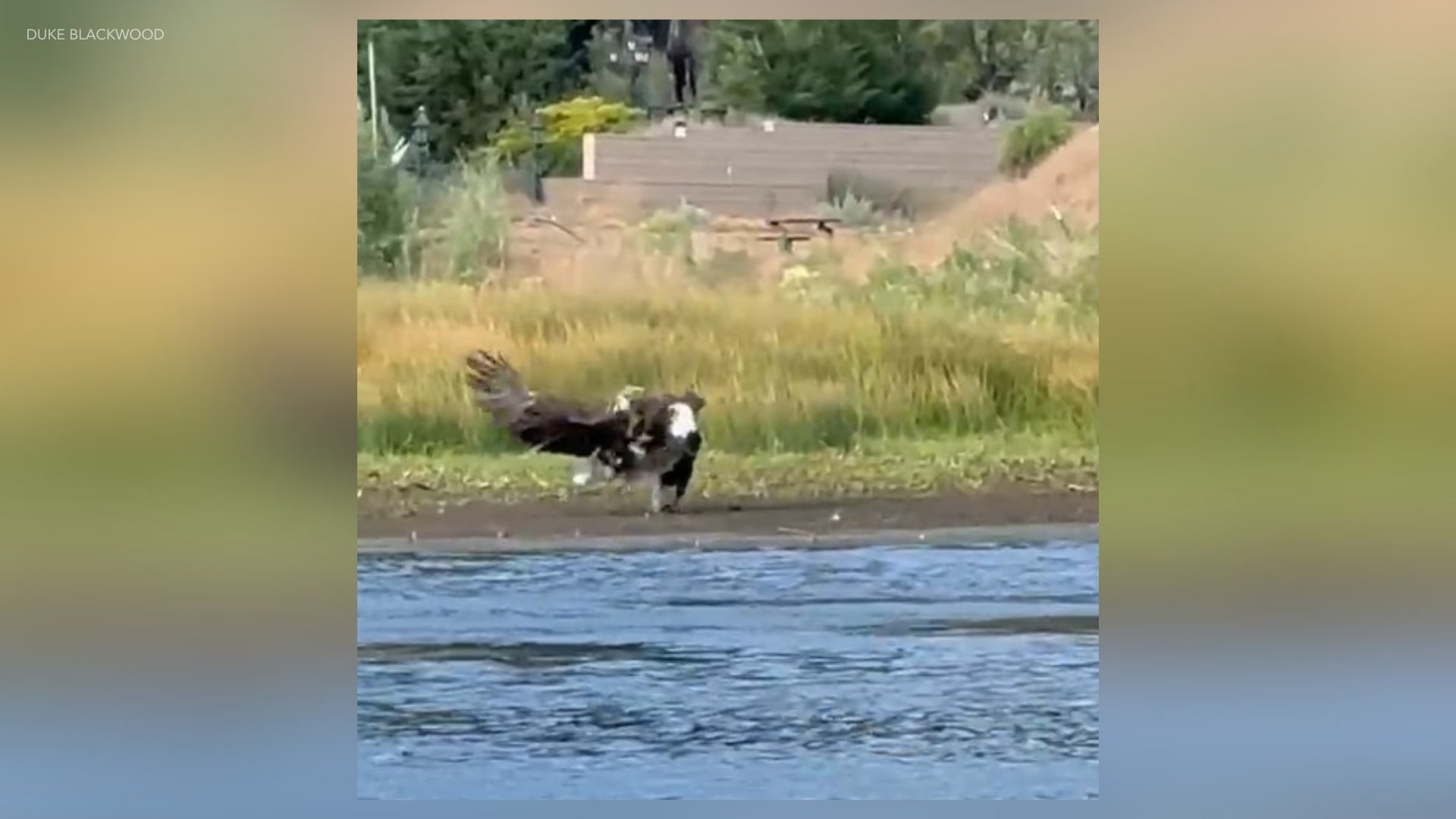 Jackie in fight with 2 other bald eagles