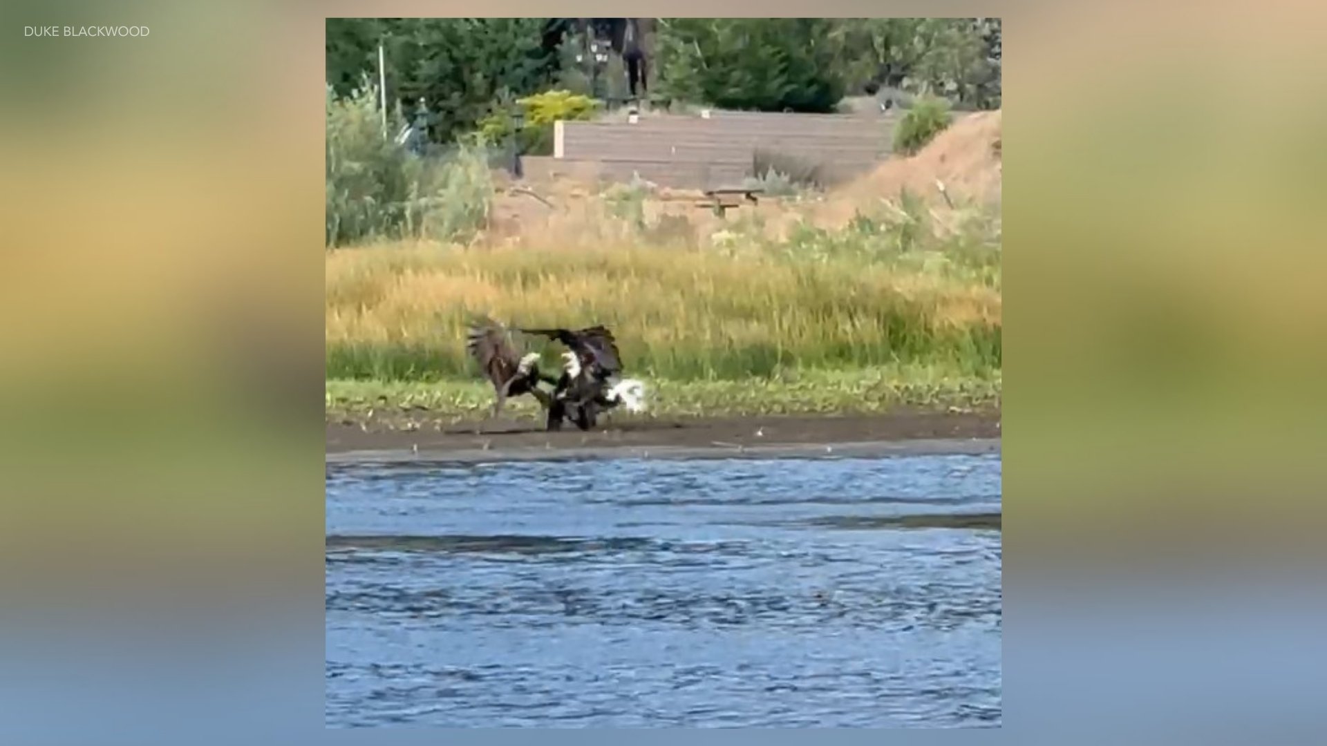 Jackie in fight with 2 other bald eagles