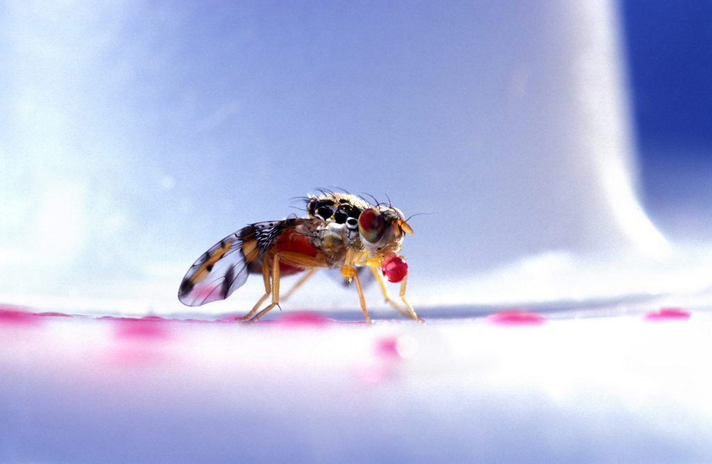 San Jose medfly infestation eradicated, 241-square-mile quarantine ends