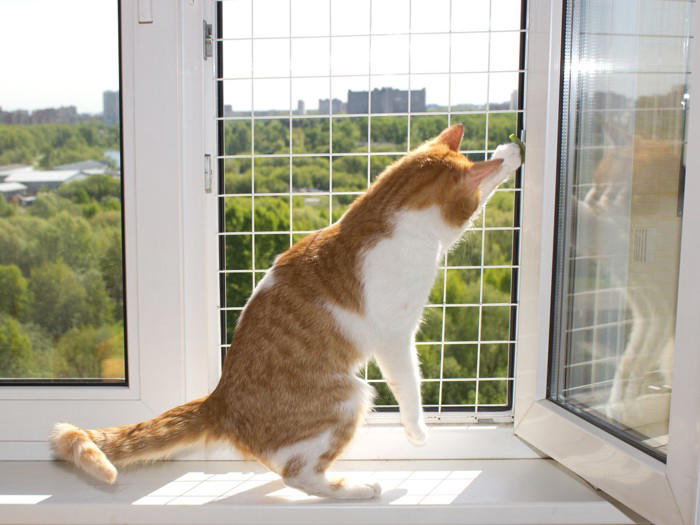 『脱走したがる猫』に共通している特徴4つ あなたの愛猫はどう？防ぐための対策方法も