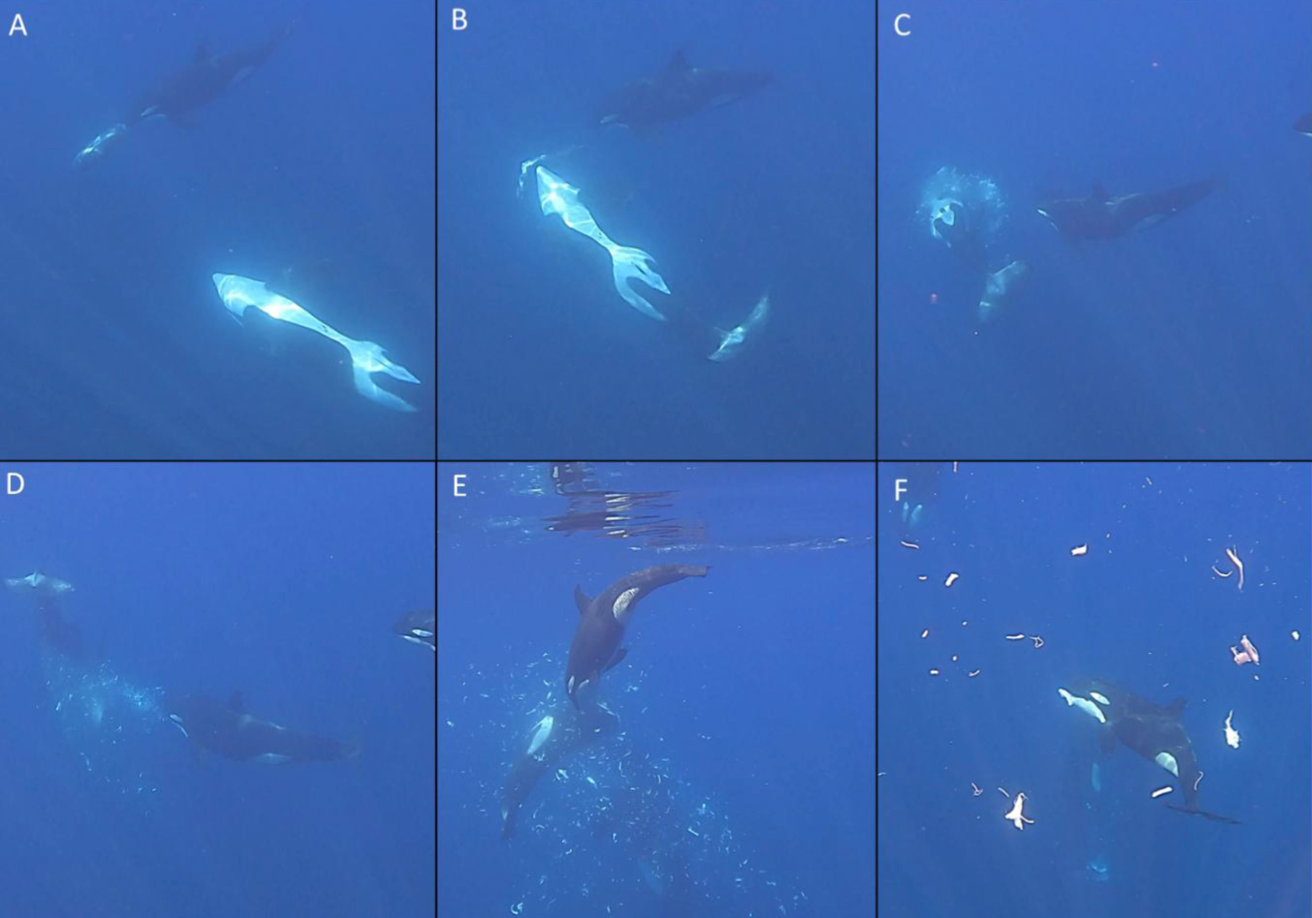 Male orca rams onto sharp-tail sunfish as female holds the fish in its mouth (Frontiers in Ethology (2026))