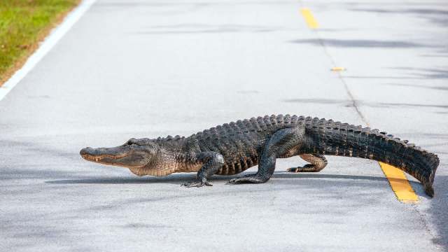 Alabama neighborhood gets big surprise visit as large alligator wanders in