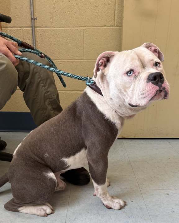 Officials are seeking the public’s help after two dogs were found unattended in New Haven on Wednesday.