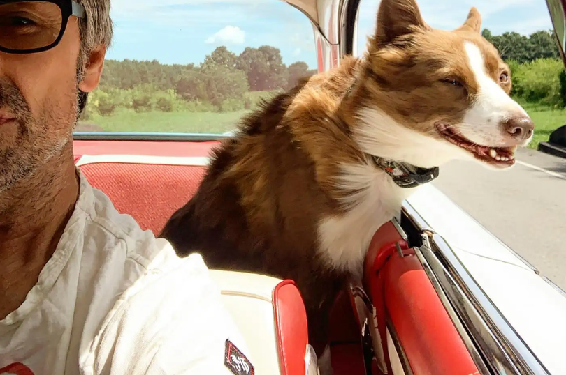 The dog appeared regularly on his social media
