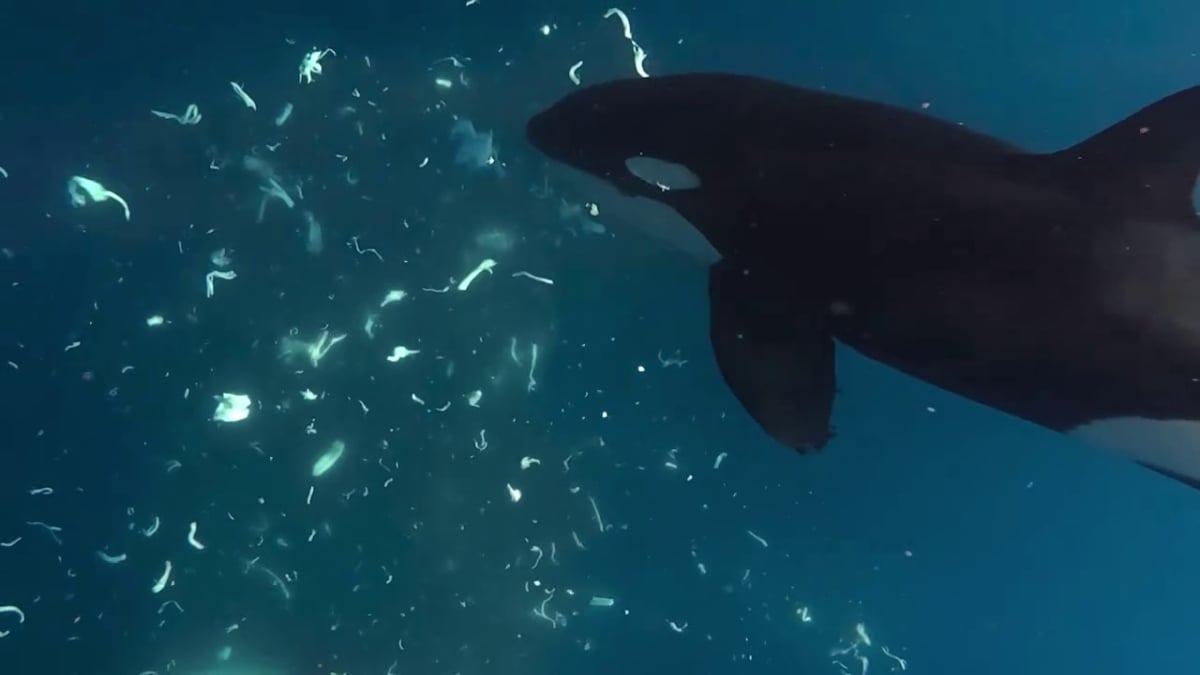 Orcas keep punching giant sunfish to smithereens, and scientists are mesmerized