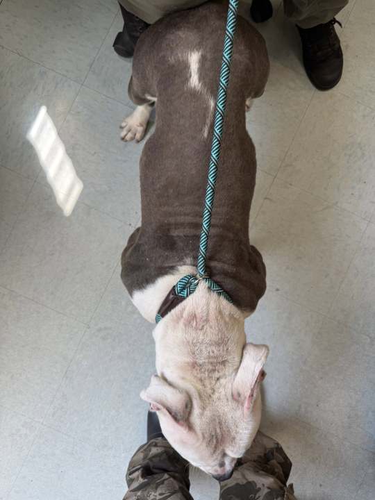 Officials are seeking the public’s help after two dogs were found unattended in New Haven on Wednesday.