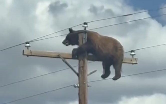 Watch: Bear stuck on a telephone pole in New Mexico