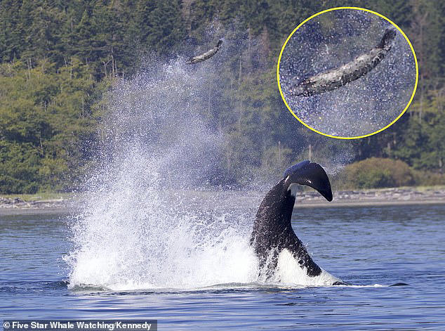 Orcas are filmed smashing a two-ton fish into bite-sized baby food