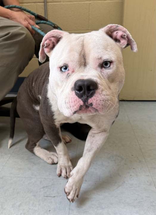 Officials are seeking the public’s help after two dogs were found unattended in New Haven on Wednesday.