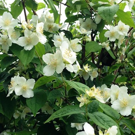 Mock Orange Live Plant 4 Inch Pot, 3-5