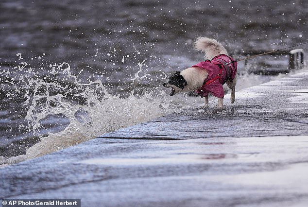 Clio, a six year old border collie mix, tried to bite at the storm surge on Lakeshore Drive along Lake Pontchartrain