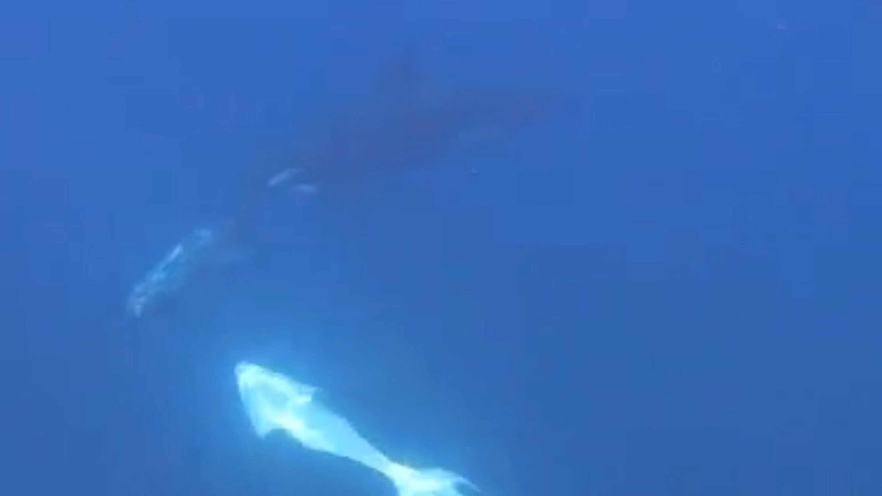 Orcas filmed pulverizing sunfish in what could be either feeding tactic or fun