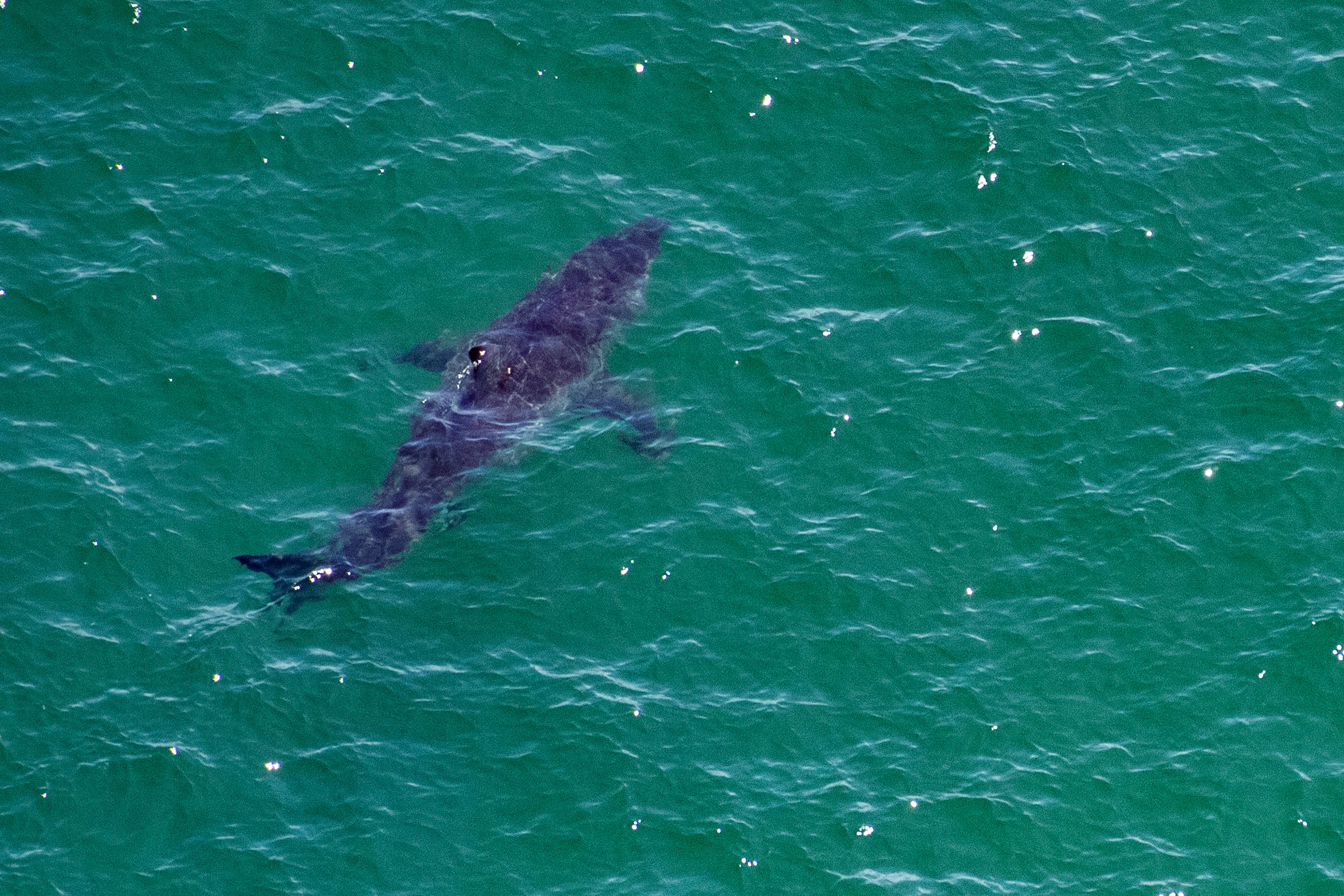 Video shows 10-foot great white shark near swimmers off Southern California