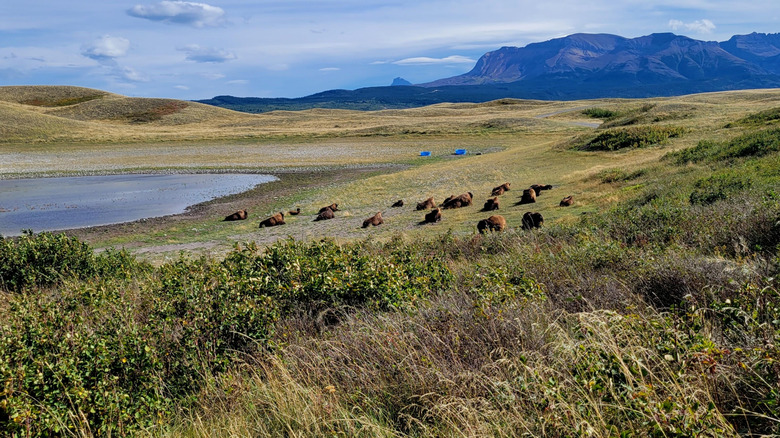 Forget Yellowstone, Canada's scenic drive is a national park treasure where wild bison roam