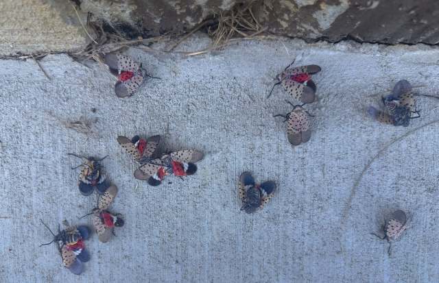 Ohio confirms spotted lanternflies 'everywhere,' with Cincinnati sidewalks littered