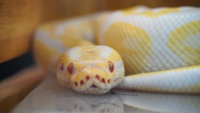 Massachusetts dog walker spots albino ball python, a first for local animal control