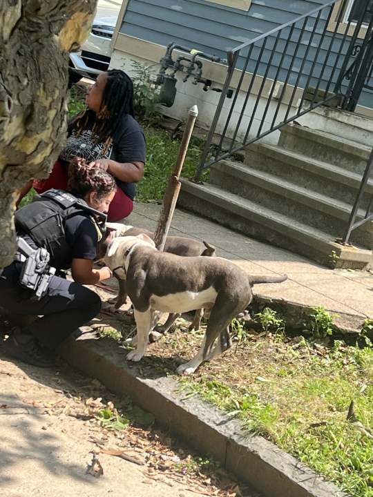 Officials are seeking the public’s help after two dogs were found unattended in New Haven on Wednesday.