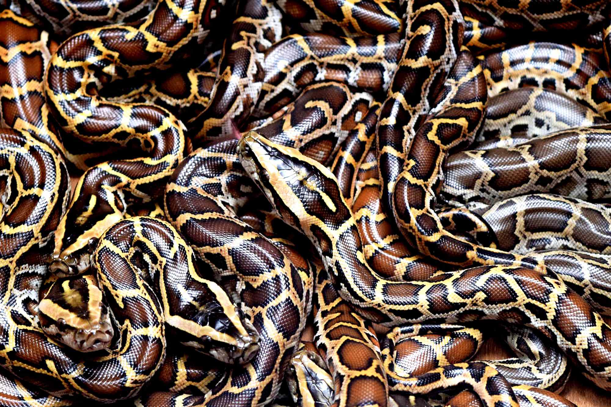 Invasive Burmese pythons have formed a new snake hotspot outside the Florida Everglades, experts say