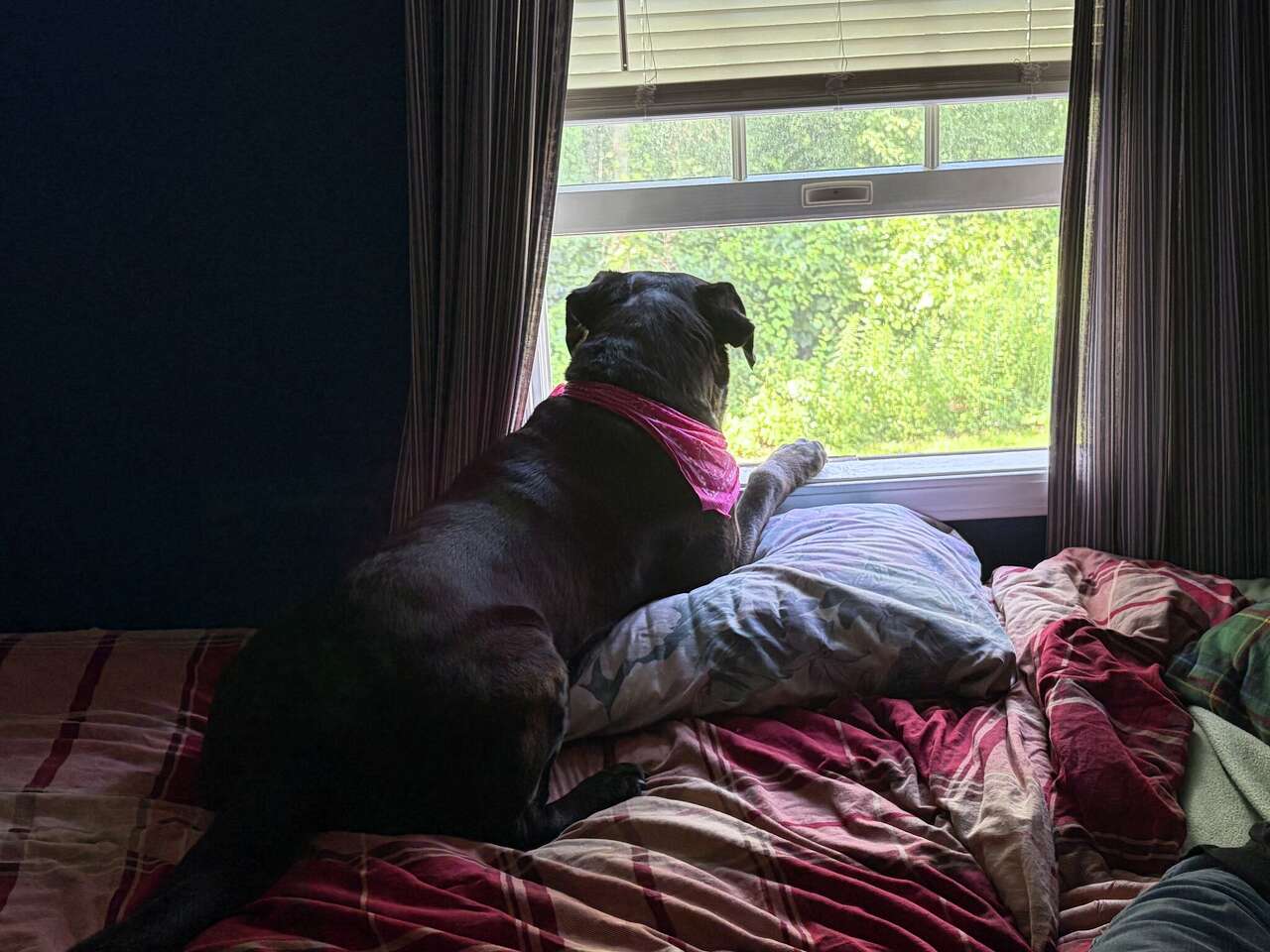 Marley, a dog with terminal cancer, could get a second chance at life