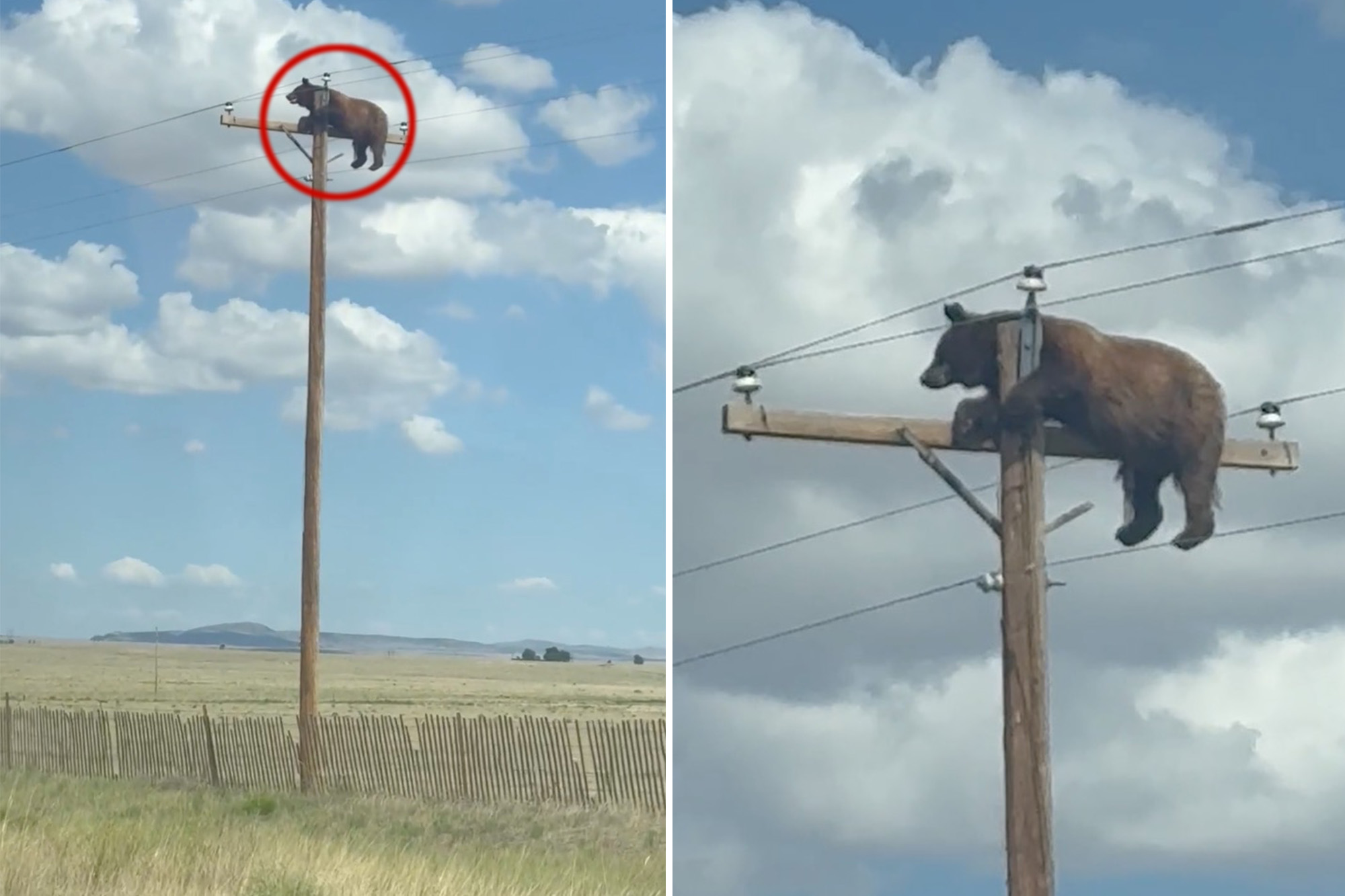 Insane video shows hulking bear perched atop utility pole in New Mexico: 'Didn't believe what we saw'